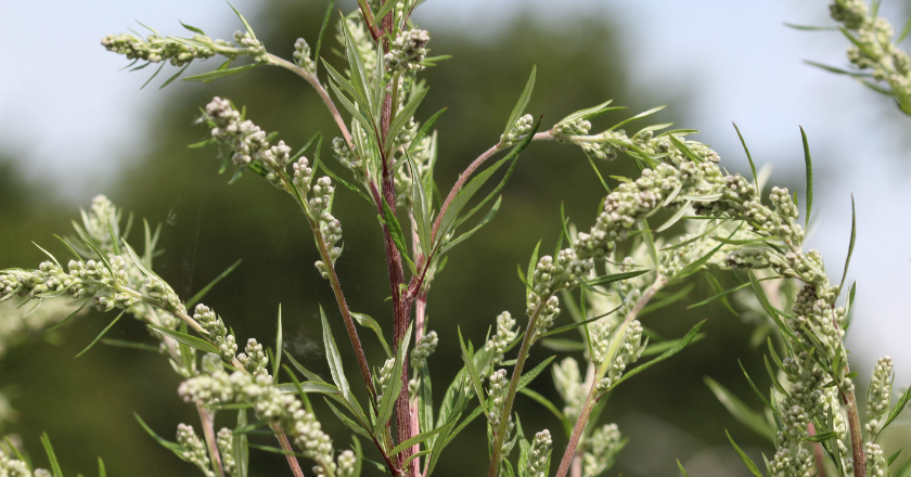 Blomstrende bynke