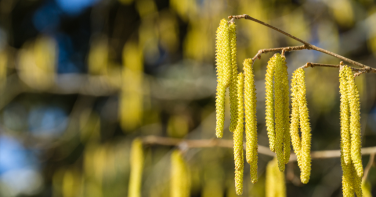 Pollen allergi hassel sæson